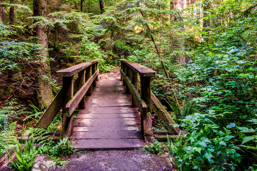 wood bridge in forest park in british columbia canada.
