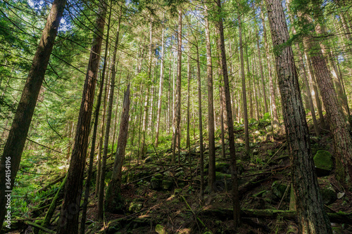 tall trees in the summer green old forest and fern on the ground.