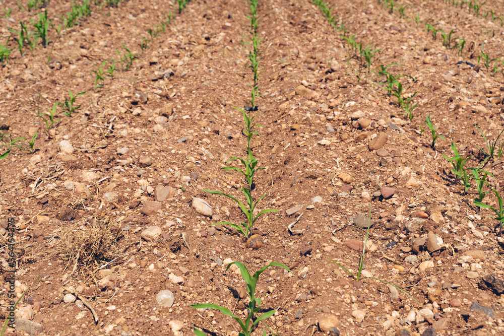 Rows of young corn shoots on a cornfield Rows of young corn shoots on a cornfield