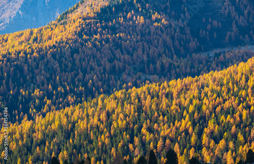 Sunny colorful autumn alpine mountain larch and fir forest scene. Picturesque traveling, seasonal, nature and countryside beauty concept or background scene. photo