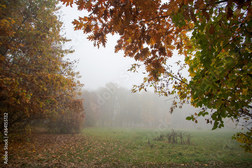 fogy weather in the park