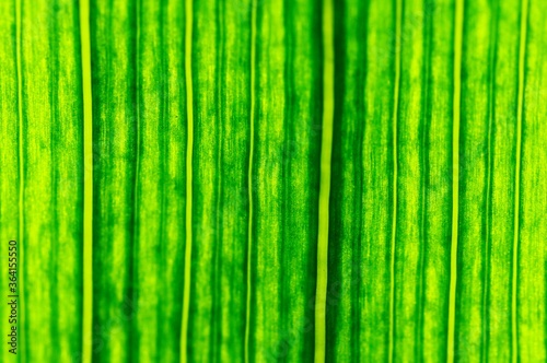 Green thick leaf of an ornamental plant, in the garden 
