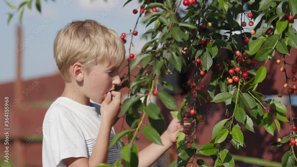 A boy picks cherry berries from a tree and eats them. A boy picks cherry berries from a tree and eats them.