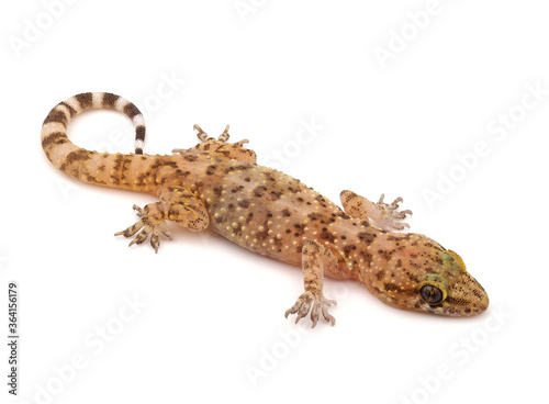 Mediterranean house gecko isolated on white background, Hemidactylus turcicus