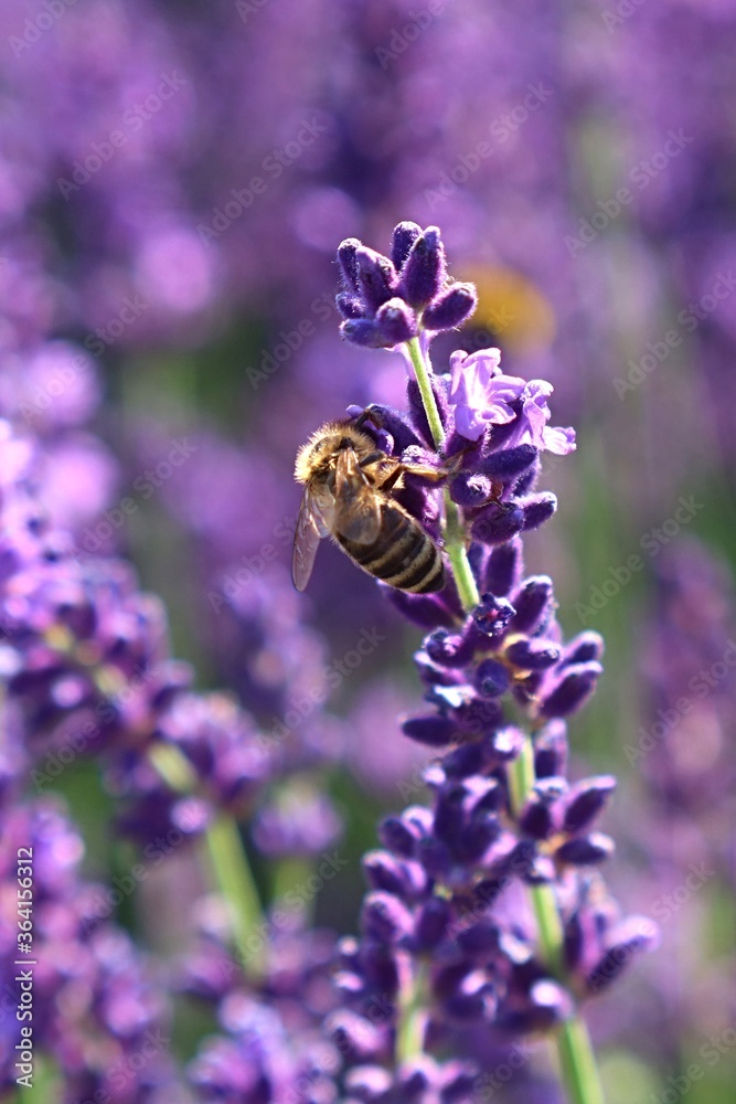 Western Honey Bee Apis Mellifera collecting pollen on blossoming violet Lavender flower, Lavandula Angustifolia, during summer late afternoon sunshine. 