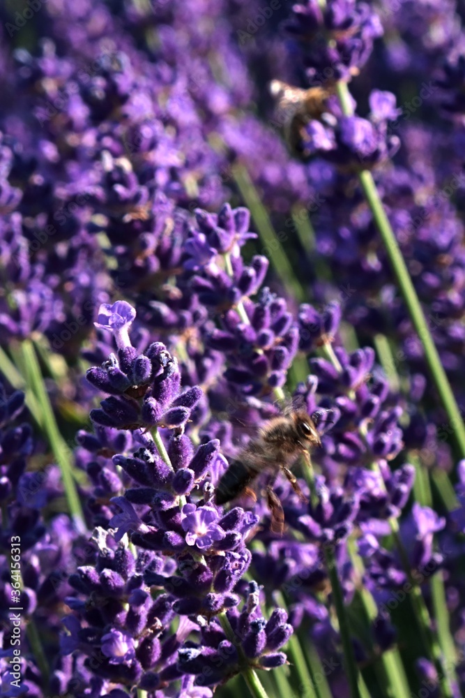 Obraz premium Blossoming violet flowers of True Lavender, latin name Lavandula angustifolia, with some Western Honey Bees, latin name Apis Mellifera, flying around them, collecting pollen. Summer afternoon sunshine