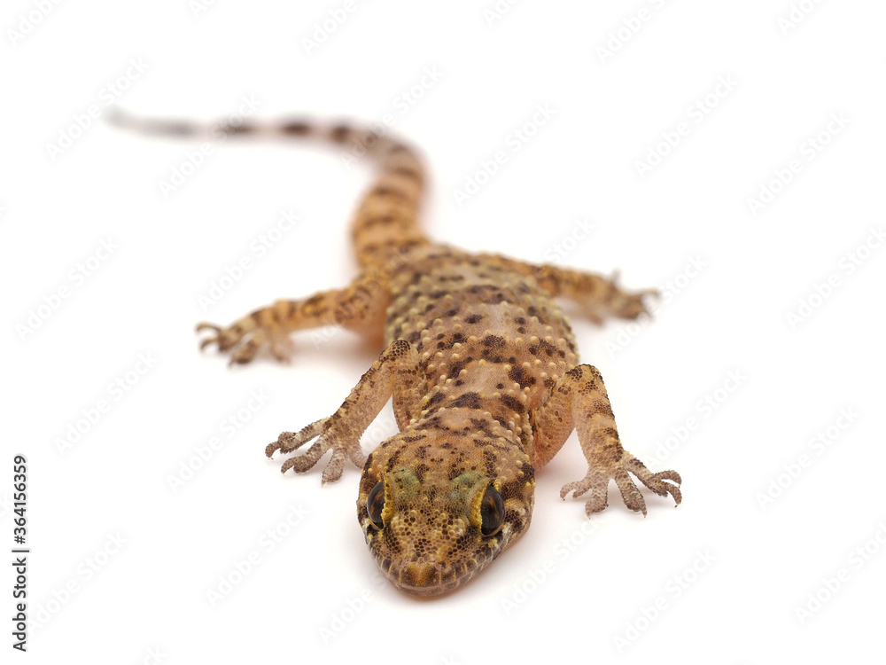 Mediterranean house gecko isolated on white background, Hemidactylus turcicus Mediterranean house gecko isolated on white background, Hemidactylus turcicus