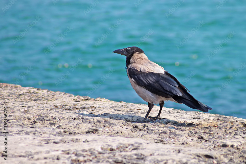 Crow on the seashore. The sea as a background Crow on the seashore. The sea as a background