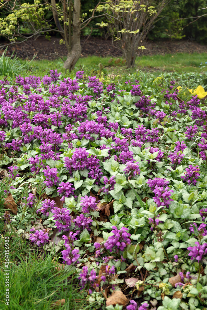 Vertical closeup of the flowers and foliage of 'Purple Dragon' spotted deadnettle (Lamium maculatum 'Purple Dragon') used as a groundcover in a garden setting