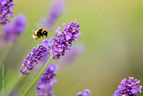Fototapeta Naklejka Na Ścianę i Meble -  A bumble bee in flight towards a lavender flower