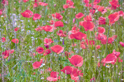 Blooming Poppies field. Wild poppies  Papaver . Spring flower nature background