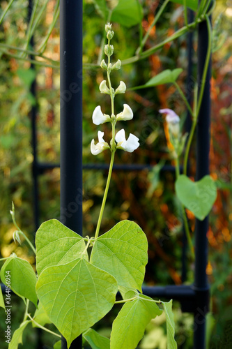 The flowers and foliage of white-flowered hyacinth bean (Lablab purpureus [Dolichos lablab] 'Alba') photo