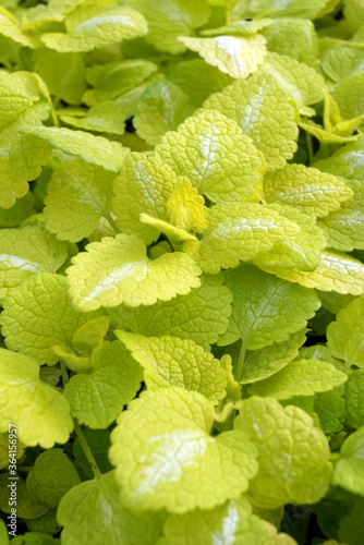 Closeup of the bright yellow, white-marked foliage of 'Beedham's White' spotted deadnettle (Lamium maculatum 'Beedham's White')
