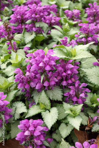 Vertical closeup of the flowers and foliage of 'Purple Dragon' spotted deadnettle (Lamium maculatum 'Purple Dragon')
