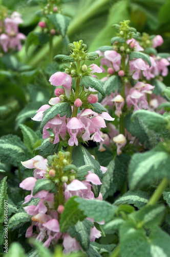 Vertical closeup of the flowers and foliage of 'Shell Pink' spotted deadnettle (Lamium maculatum 'Shell Pink')