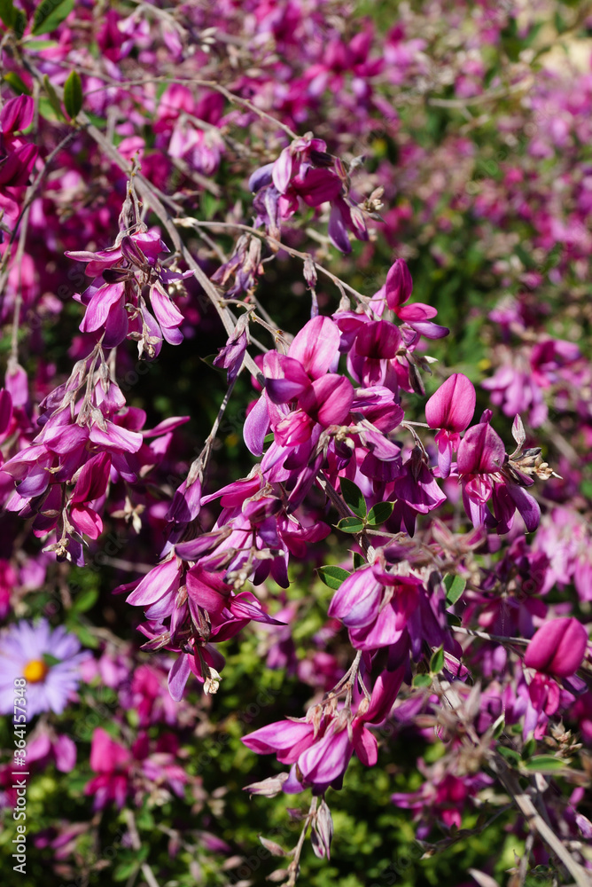 Fototapeta premium Vertical image of 'Gibraltar' Japanese bush clover (Lespedeza thunbergii 'Gibraltar') in flower