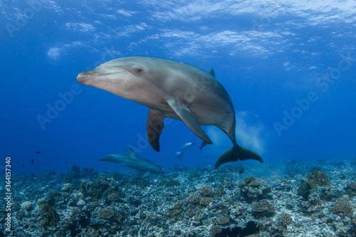 dolphins underwater 