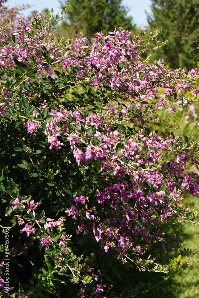 Vertical image of 'Gibraltar' Japanese bush clover (Lespedeza thunbergii 'Gibraltar') in flower