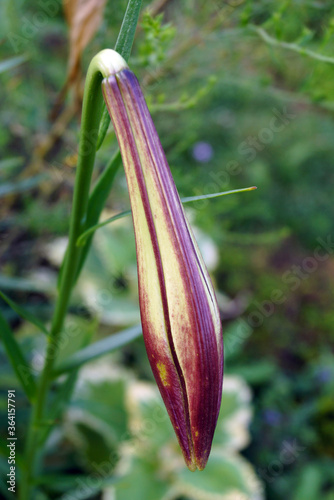 The maroon-shaded flowerbud of Formosa lily (Lilium formosanum) photo