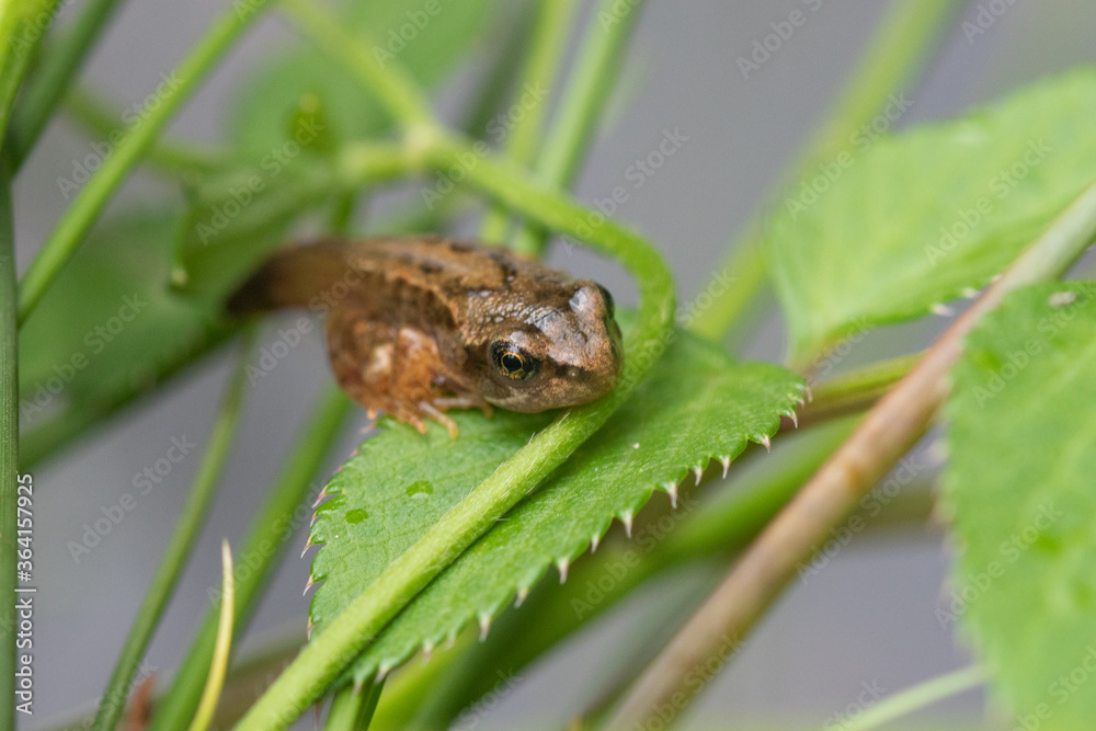 Obraz premium frog emerging from the lakeside
