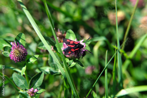 Wiese und blühender Klee mit schwarz-rotem Schmetterling Hufeisenklee-Widderchen - Stockfoto