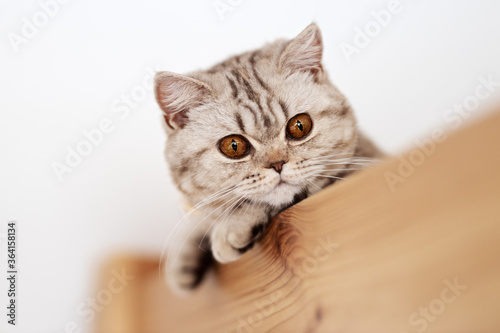 Britisch Urzhaar Katze mit Bernstein Augen in chocolate silver tabby