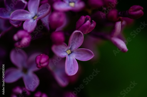 Purple lilac blooming