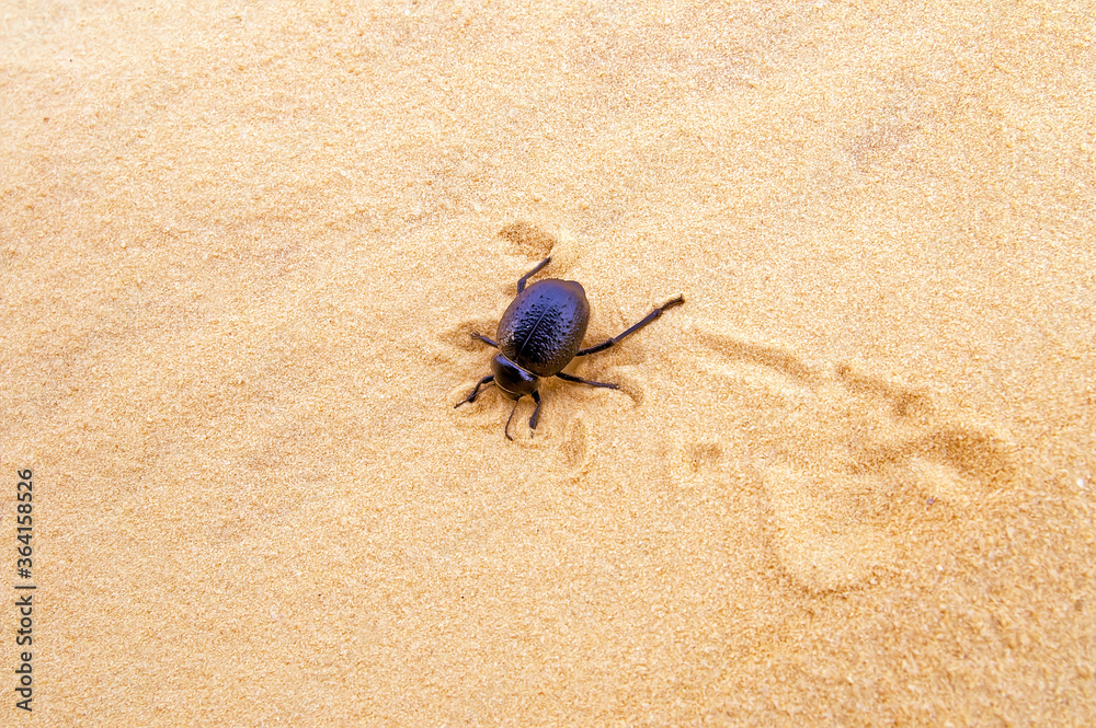 Scarab digs a hole in the sand, Sahara desert, Tunisia Scarab digs a hole in the sand, Sahara desert, Tunisia