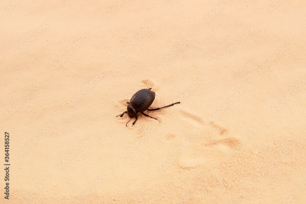 Scarab digs a hole in the sand, Sahara desert, Tunisia Scarab digs a hole in the sand, Sahara desert, Tunisia