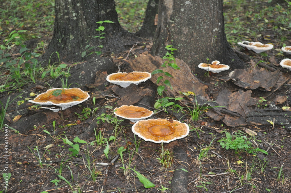 Fototapeta premium mushrooms in the forest
