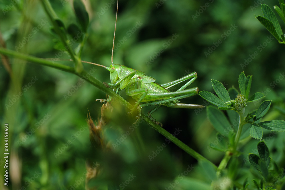 Heuschrecke Heupferd in Wiese - Stockfoto Heuschrecke Heupferd in Wiese - Stockfoto
