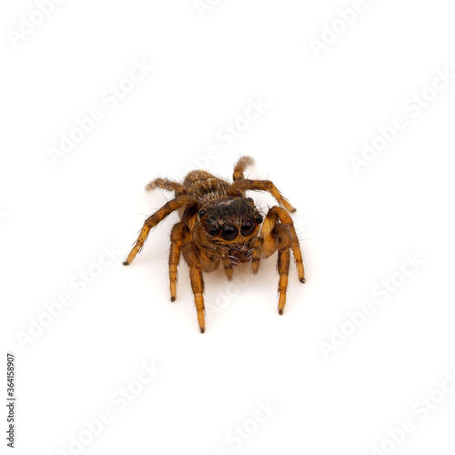 Jumping spider isolated on white background, Evarcha jucunda