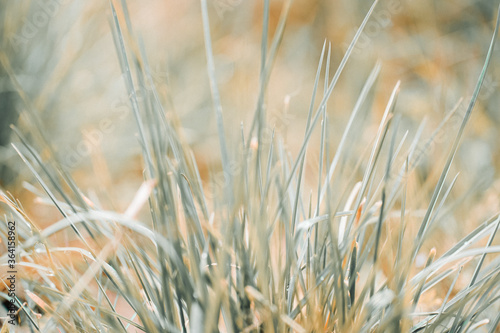 green background with close up of a plant