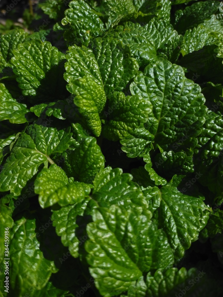 Hierbabuena para mojitos, en plena primavera.
Hierbabuena para mojitos, en plena primavera.