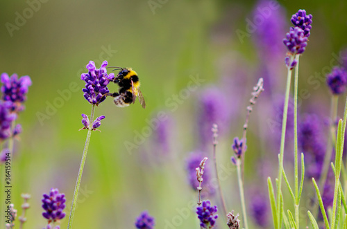 Print op canvas Bumble bee pollinating a lavender flower