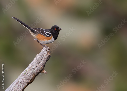 A spotted towhee perches on a stump in Wyoming photo