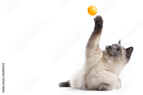 The fluffy Thai cat lies and shadows its front paw up behind an orange small ball.