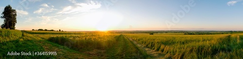 Summer sunset over wheat field. Beautiful sunset sky over countryside