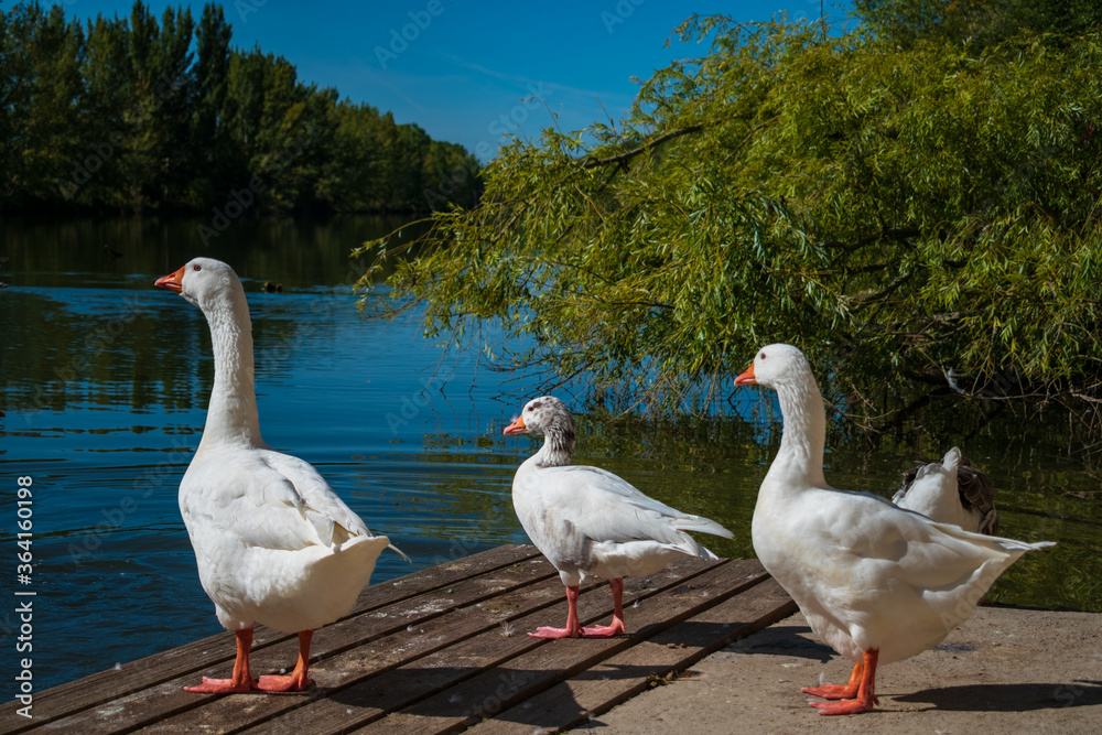 Obraz premium geese on the river bank