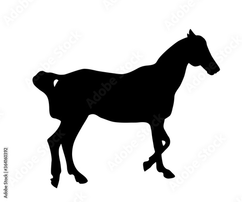 Black silhouette of a horse on a white background. Vector Illustration