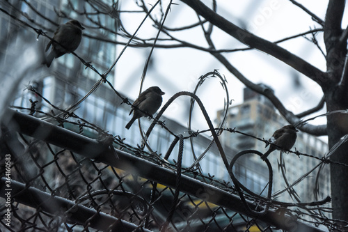 Birds resting in the great city of New York