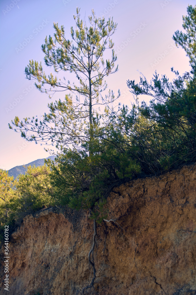 Pine on a mountain path
