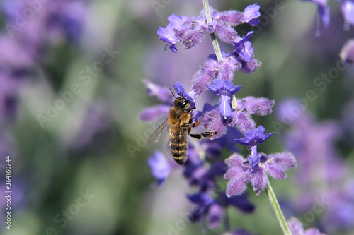 Biene an lila Blüte - Stockfoto © Westwind