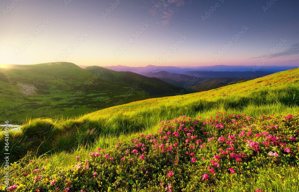 Mountain landscape in summertime during sunse. Blossoming alpine meadows. Field and mountains. Travel and hiking. Landscape - image