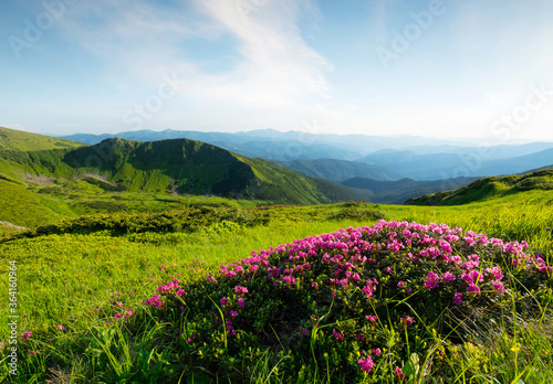 Mountain landscape in summertime. Blossoming mountain alpine meadows. Field a...