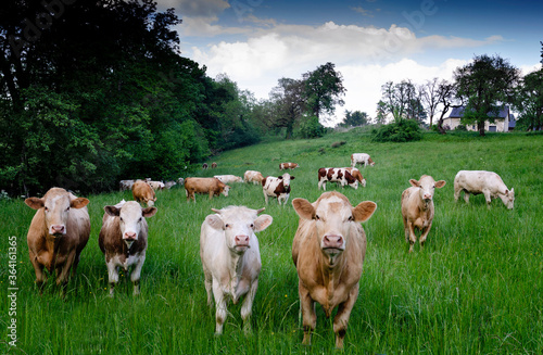 Curious cows in a field looking and staring Fototapet