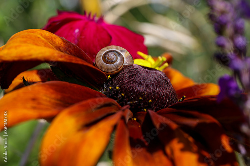 Snail Flower