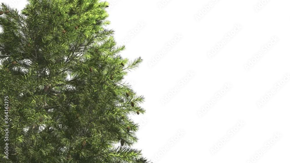 High quality 3d tree on the wind. 16 bit ProRes 4444 (with Alpha channel, simple to use - just drag&drop. No need to use keying, luma etc...). Best for compositing, design, advertising and architectur High quality 3d tree on the wind. 16 bit ProRes 4444 (with Alpha channel, simple to use - just drag&drop. No need to use keying, luma etc...). Best for compositing, design, advertising and architectur