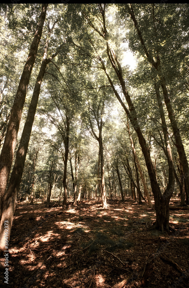 Fototapeta premium sun rays in the forest