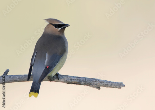 A pair of cedar waxwings perch together in Wyoming photo